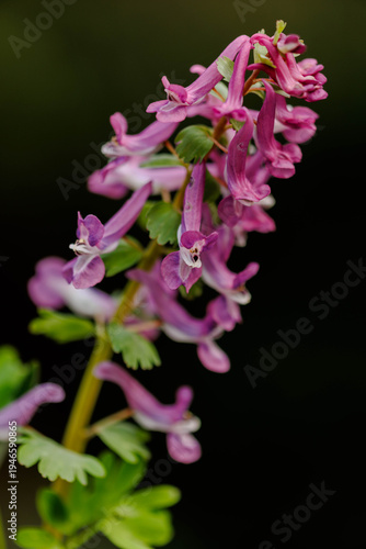 Gefingerter Lerchensporn (Corydalis solida)