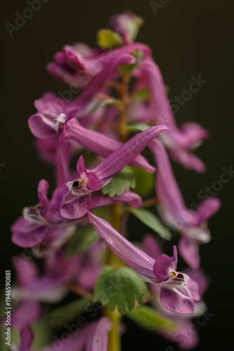 Gefingerter Lerchensporn (Corydalis solida)