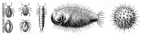 Microscopic view of mites, centipedes, tardigrades, and spore like organisms, rendered in detailed black and white scientific illustration, ideal for biology education and research.