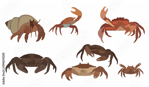Marine crab vector icon collection in solid style featuring king, hermit, fiddler, spider, mud, and shore crabs for educational and scientific use