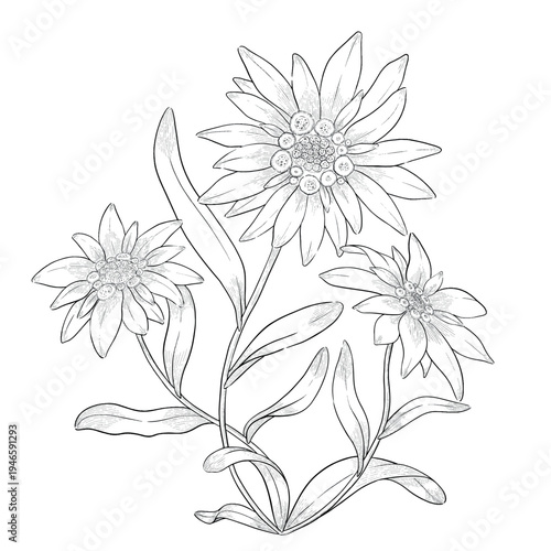 Collection of flowers and grasses drawn with black and white lines with copy space. Vector illustration for decorating books, scrapbooking, social media and invitations decor