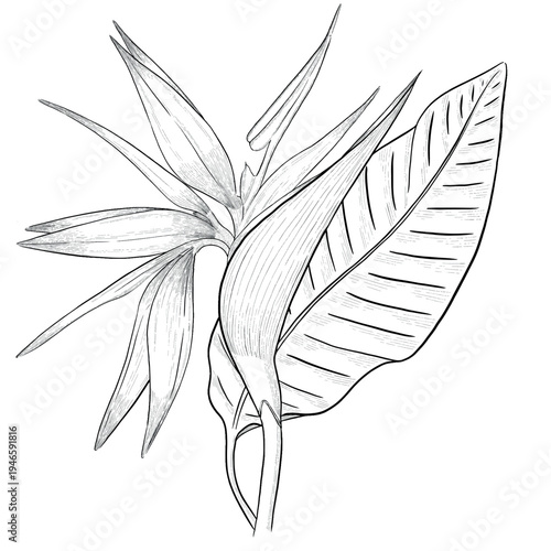 Collection of flowers and grasses drawn with black and white lines with copy space. Vector illustration for decorating books, scrapbooking, social media and invitations decor