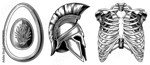 section of avocado with pit, ancient Greek helmet, human skeleton all in intricate black and white illustration, vintage engraving style, anatomical and botanical accuracy.