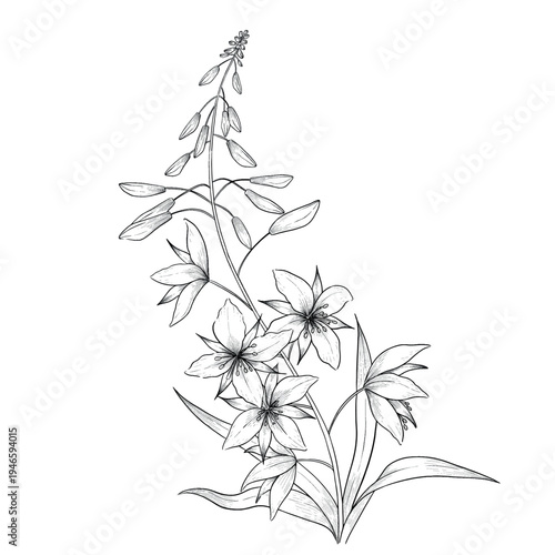 Collection of flowers and grasses drawn with black and white lines with copy space. Vector illustration for decorating books, scrapbooking, social media and invitations decor