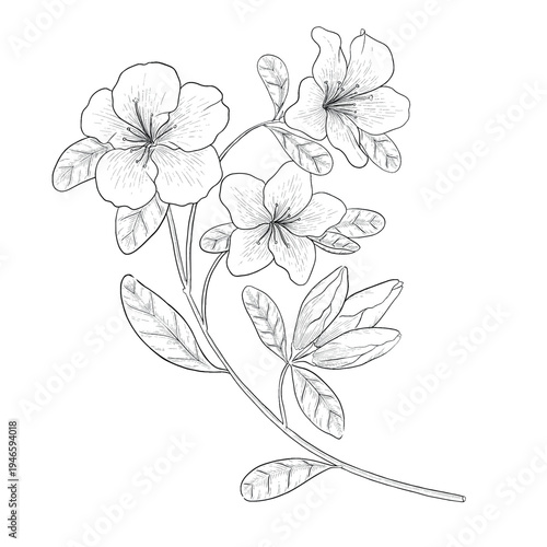 Collection of flowers and grasses drawn with black and white lines with copy space. Vector illustration for decorating books, scrapbooking, social media and invitations decor