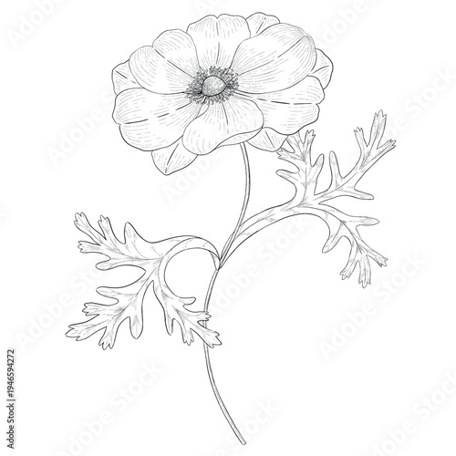 Collection of flowers and grasses drawn with black and white lines with copy space. Vector illustration for decorating books, scrapbooking, social media and invitations decor