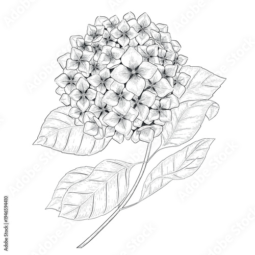 Collection of flowers and grasses drawn with black and white lines with copy space. Vector illustration for decorating books, scrapbooking, social media and invitations decor