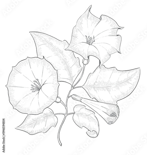 Collection of flowers and grasses drawn with black and white lines with copy space. Vector illustration for decorating books, scrapbooking, social media and invitations decor