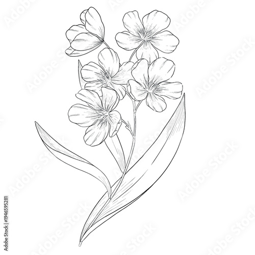 Collection of flowers and grasses drawn with black and white lines with copy space. Vector illustration for decorating books, scrapbooking, social media and invitations decor