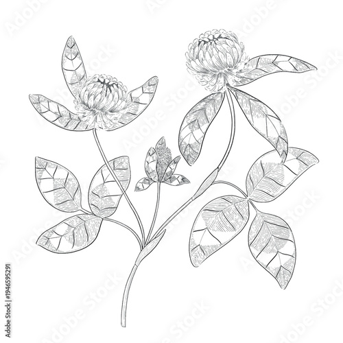 Collection of flowers and grasses drawn with black and white lines with copy space. Vector illustration for decorating books, scrapbooking, social media and invitations decor