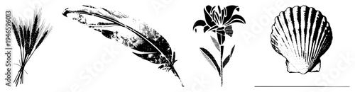 Classic black and white vector wheat stalks, feather, lily flower, scallop. illustrations with textured halftone. Ideal for logos or graphic design.