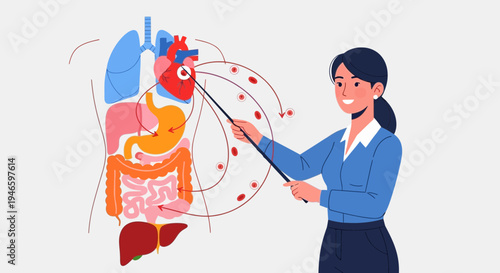 Anatomy teacher explaining the human circulatory and digestive systems with a pointer