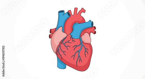 Detailed anatomical illustration of a human heart with red and blue vessels isolated on a white background