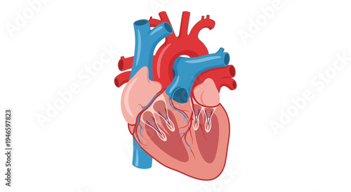 Detailed Anatomical Illustration of the Human Heart with Major Blood Vessels