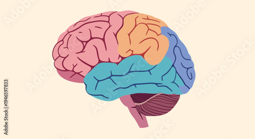 Anatomical Illustration of the Human Brain Lobes and Cerebellum