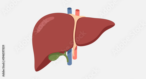 Illustration of the Human Liver and Gallbladder with Key Blood Vessels