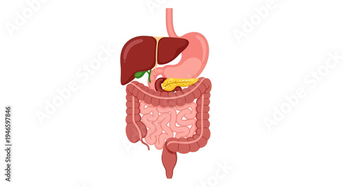Diagram of the human digestive system with liver, stomach, pancreas, and intestines