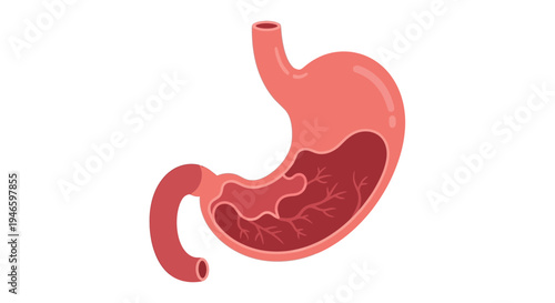 Illustration of the Human Stomach and Digestive Tract Anatomy