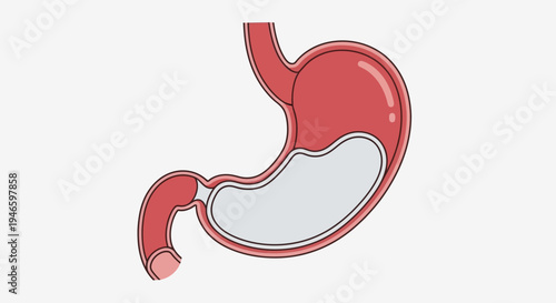 A stylized, cross-section illustration of the human stomach and upper intestine, depicting internal anatomy for educational purposes.