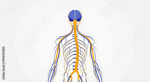 The Human Nervous System Anatomy With Brain and Spinal Cord Illustrated