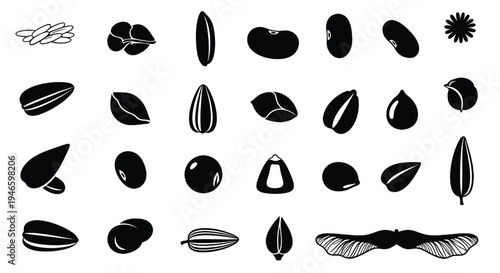 A collection of various seeds and nuts on a white background. 