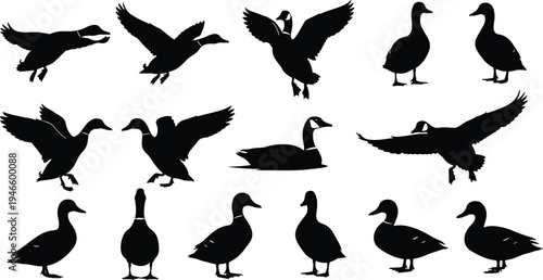 Silhouette Collection of Ducks Geese and Waterfowl in Various Poses Including Flying Landing Swimming and Standing for Nature Design Projects