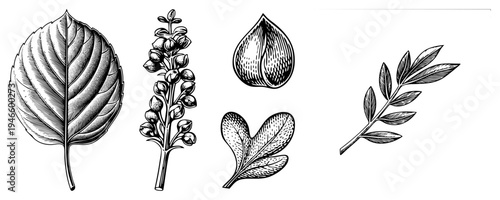 Hand drawn botanical elements including leaf, flower cluster, seed pod, compound leaf, and twig branch, rendered in with fine hatching and stippling techniques.