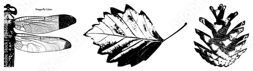Black and white vector illustrations of dragonfly wings, oak leaf, pinecone detailed, natural textures, botanical precision. Perfect for design, education, nature graphics.