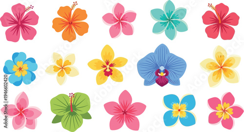 Colorful flowers tropical hibiscus plumeria