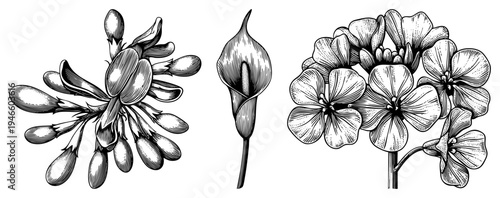 Hand drawn botanical illustrations of flowering plants, including buds, calla lily, and clusters of blossoms, rendered in fine art with hatching for depth.