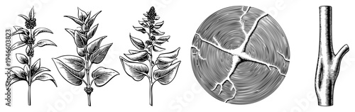 Black and white botanical drawings of leafy plants, berries, tree section with rings and cracks, branch. Vintage scientific vector style, isolated.