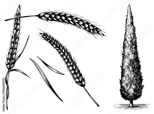 Botanical vector art showing wheat stalks, grains, and tree, engraved style, agricultural motifs, rustic illustration, plant anatomy.