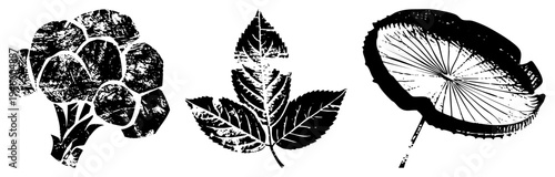 Graphic vector illustrations of rose bud, leaf cluster, and water lily pad with textured, botanical art, nature motifs, design.