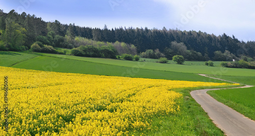 Rapsfeld im Frühling, 
