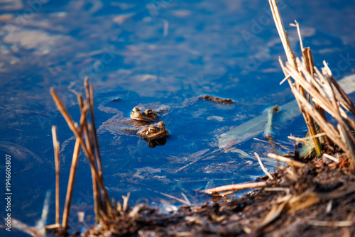 A toad swimming in the water in spring during spawning season. Common toad or European toad (Bufo bufo).