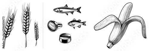 Hand drawn black and white vector set featuring wheat stalks, fish, and banana peel, rendered in classic engraved style with fine hatching and contour.