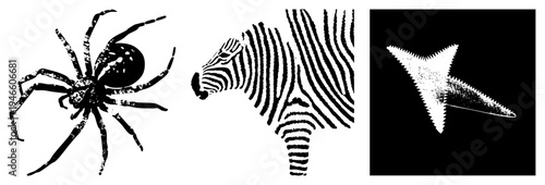 Stylized animal silhouettes spider with legs, zebra stripes, starfish, vector art, isolated wildlife graphics.