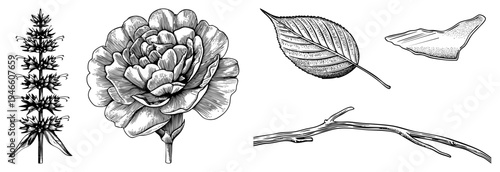 Hand drawn botanical illustrations featuring a flowering plant, peony, leaves, and twigs, rendered in fine art with hatching for texture. Ideal for nature design, herbalism, or print.
