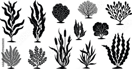 Seaweed and aquatic plants silhouettes set, underwater marine vegetation vector illustration collection isolated on white background, ocean botanical design
