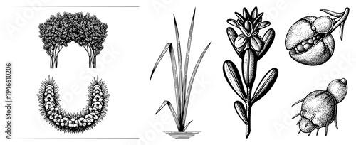 Hand drawn botanical sketches showing diverse flora flowering trees, grasses, shrubs, and seed pods, rendered in precise black ink with shading for depth and texture.