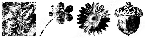 Black and white vector illustrations of starflower, clover, sunflower, and acorn with textured grunge, ideal for eco design or rustic branding.