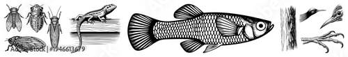 Scientific vector drawings of insects, lizard, fish, and bird anatomy, engraved style, educational illustrations, natural history sketches.