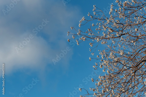 早春のナンキンハゼと青空