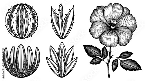 Hand drawn plant specimens with intricate work, botanical sketches, flora renderings, vintage engraving style, natural science illustration.
