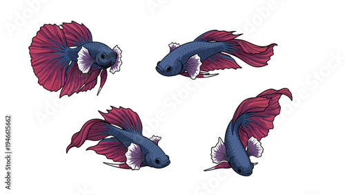 Isolated vector illustrations of a beautiful blue and red Betta fish in four different poses
