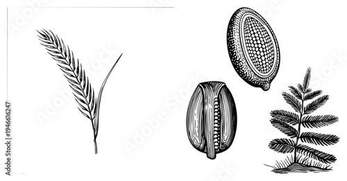 Detailed botanical sketches of fern frond, seed pod section, grass, rendered in fine black art, ideal for scientific or vintage design use.