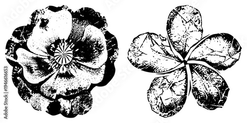 Hand carved poppy and four leaf clover designs, halftone shading, artistic botanical prints, engraved vector art, vintage motifs.