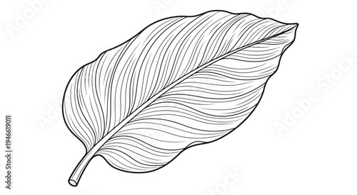 Detailed Line Drawing of a Leaf.