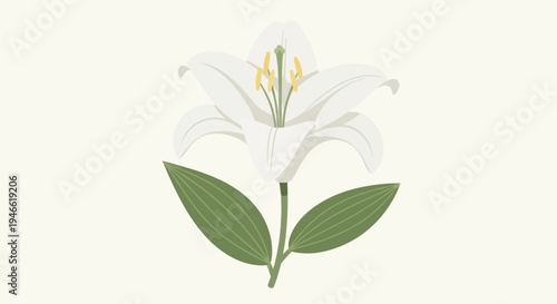 White Lily Flower with Green Leaves.