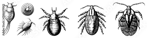 Scientific vector drawings of ticks, mites, and microorganisms, engraved style, biological specimens, entomological study, microscopic anatomy.